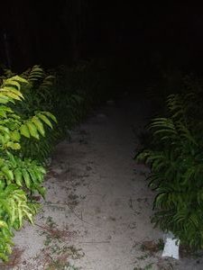Path to the toilets
