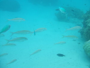 More fish (Nacula)