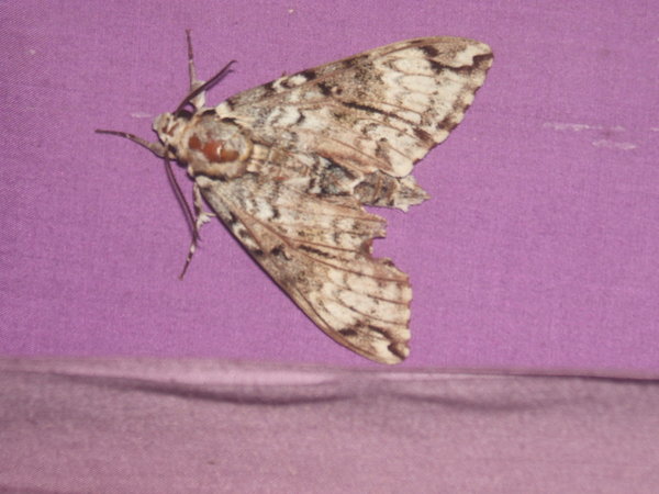 Massive moth in the dorm
