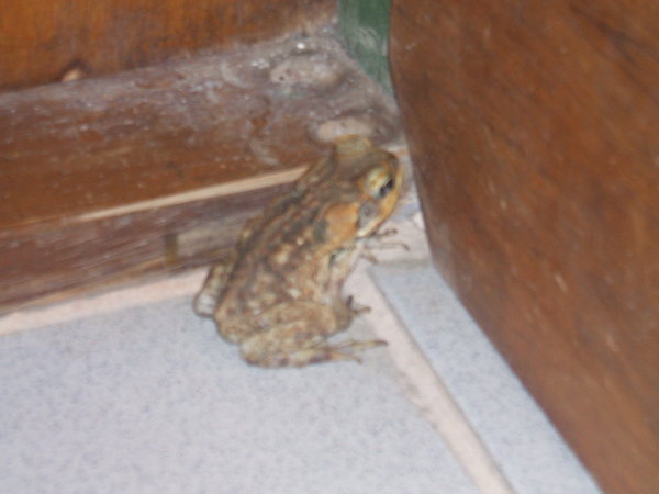 Frog hiding under my bed