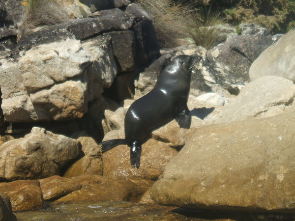 Seal sunbathing