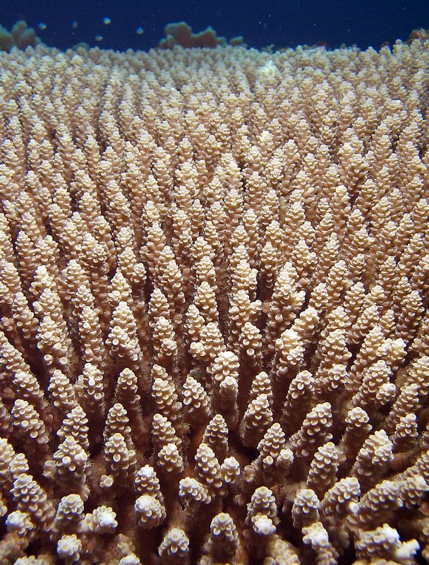 Coral 9