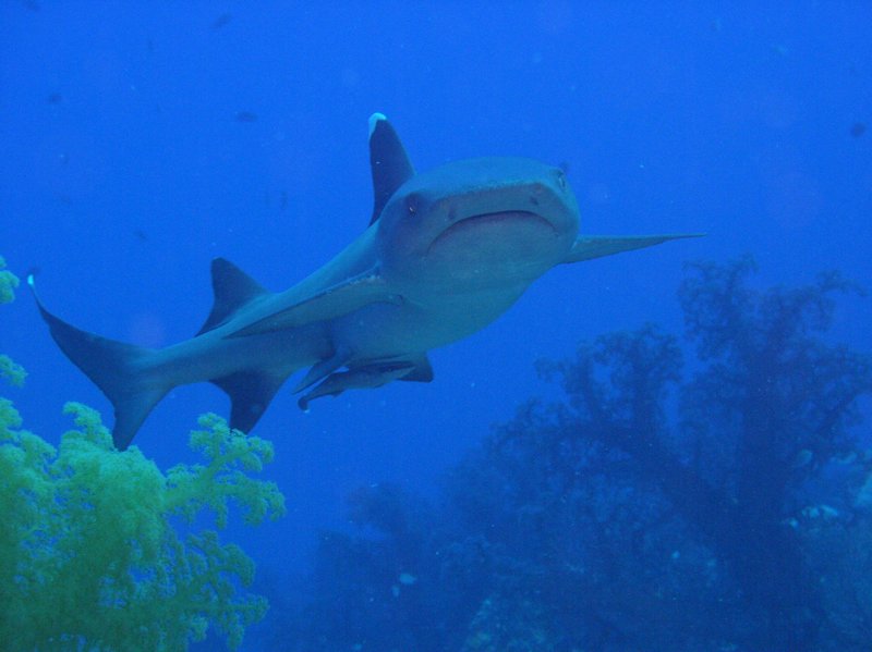 White-Tip Reef Shark 1