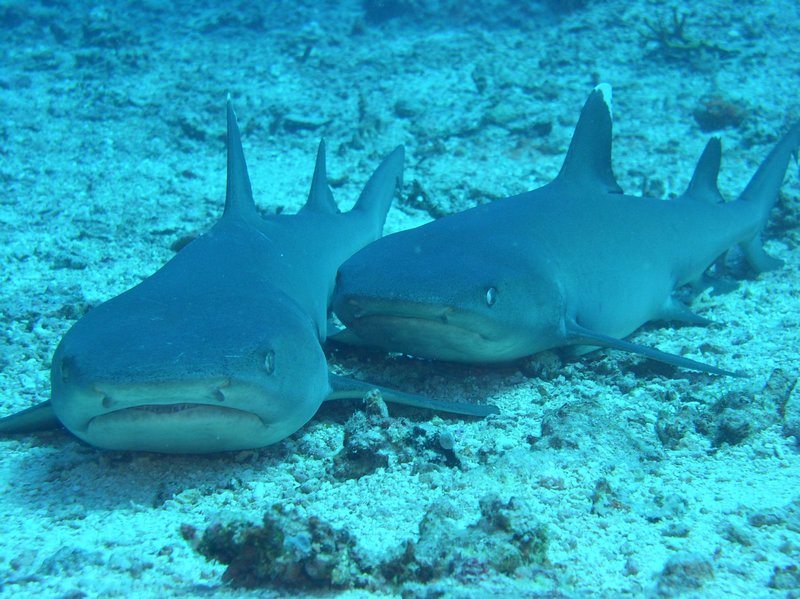 White-Tip Reef Shark 2