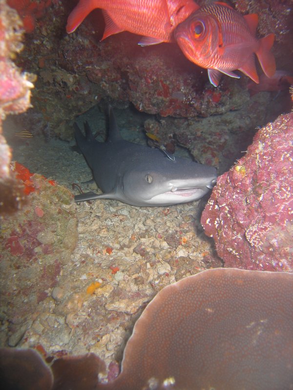 White-Tip Reef Shark 3