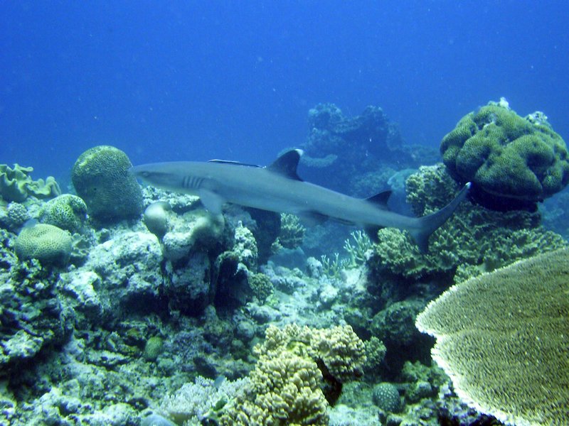 White-Tip Reef Shark 4