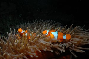 Nemo Night