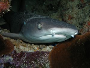 Reef Shark 1