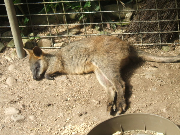 Sunbathing wallaby