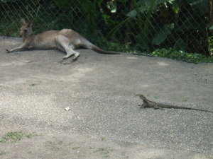 Kangaroo and Lizard