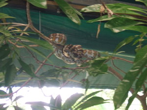 Python chilling on a branch above my head