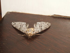 Moth in our bedroom