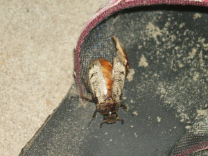 Bug on my shoe :(