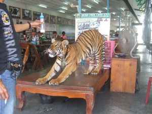 Tiger in Kanchanaburi market