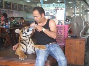 Crazy Russian feeding the tiger