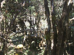 Boardwalk at top of Doi Inthanon