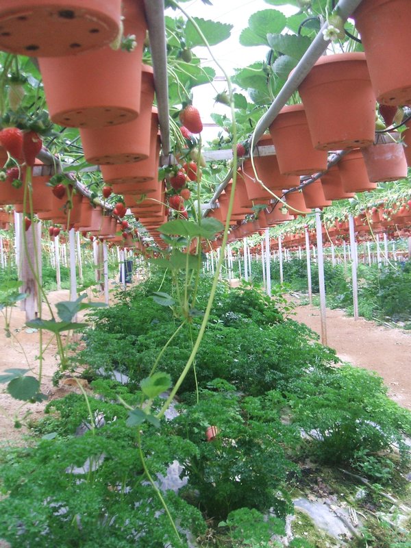 Hydroponically grown strawberries