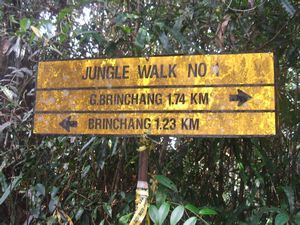 Jungle Walk #1