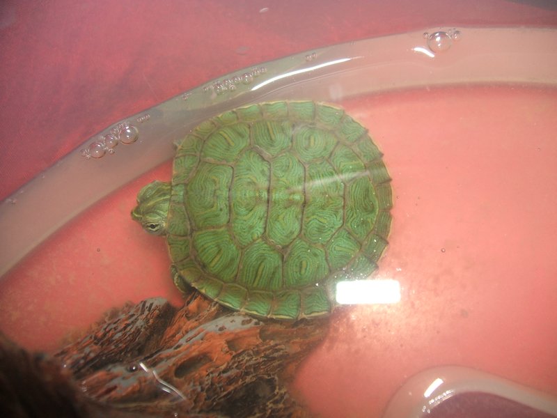 Gavin's pet turtle