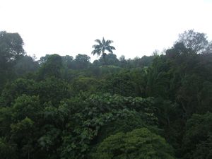 Rainforest in middle of the city