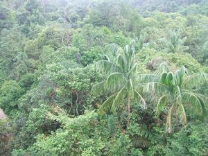 Rainforest in middle of the city