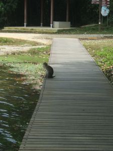 Monkey staring into space