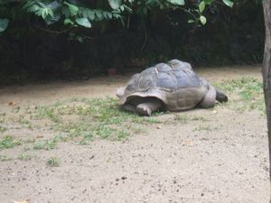 Massive turtle