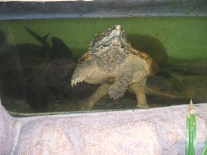 Vicious turtle