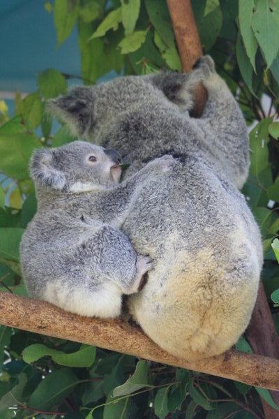 Mummy and baby Koala