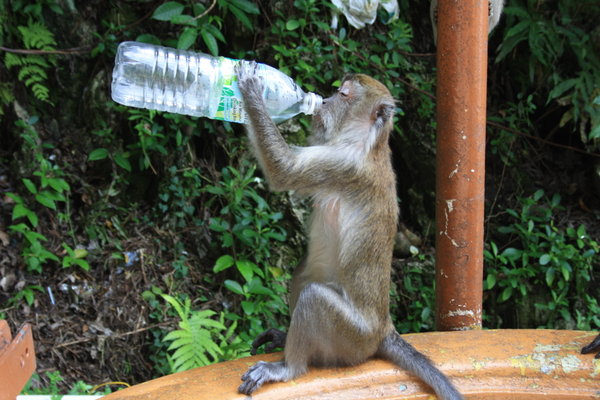 Monkey that found a water bottle and knew how to use it