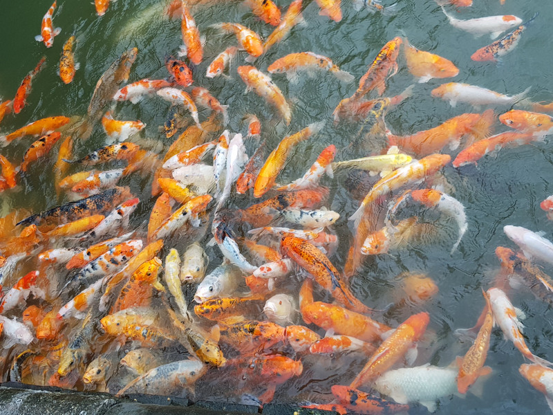 Fishpond at the imperial city Hue