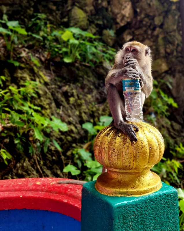 Monkey at Batu Caves