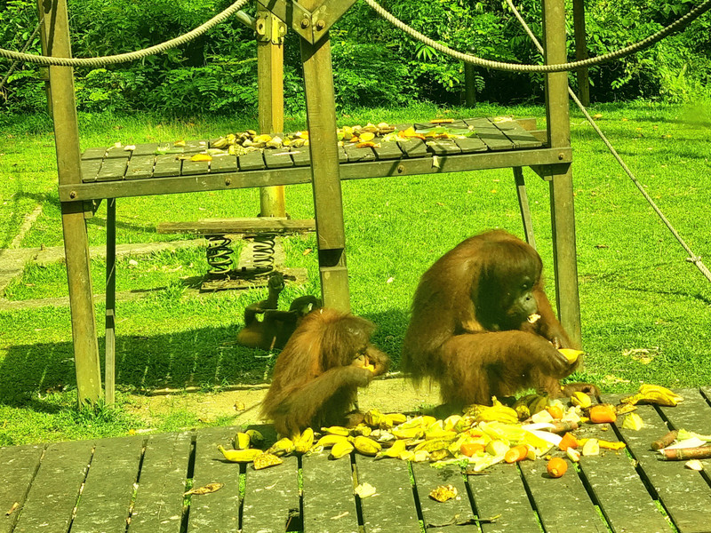 Orangutan nursery