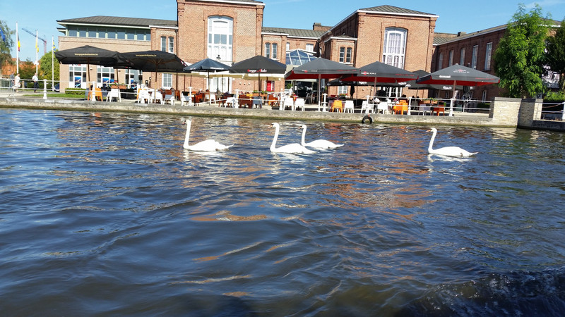 Swans just swanning around
