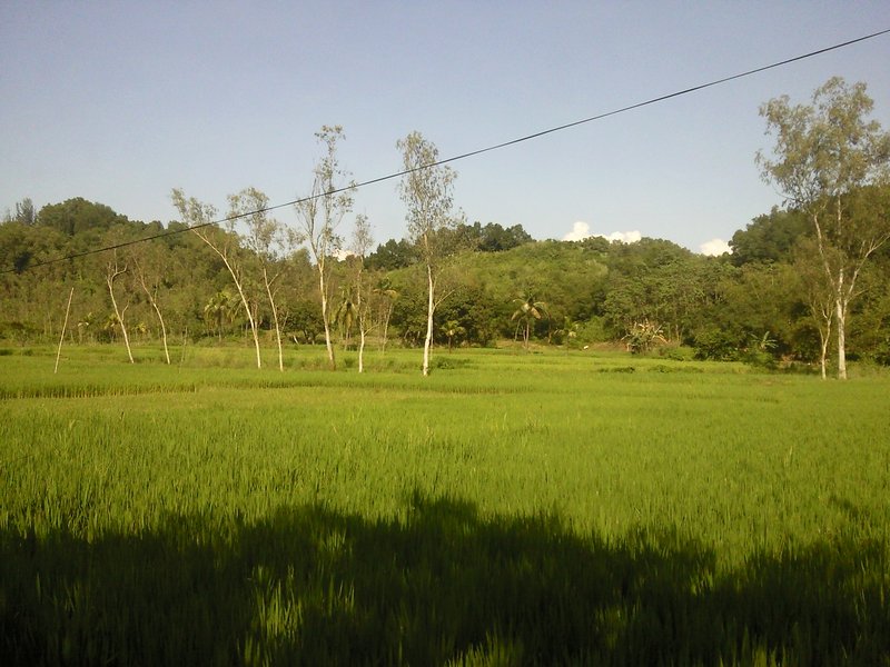 A Paddy Field