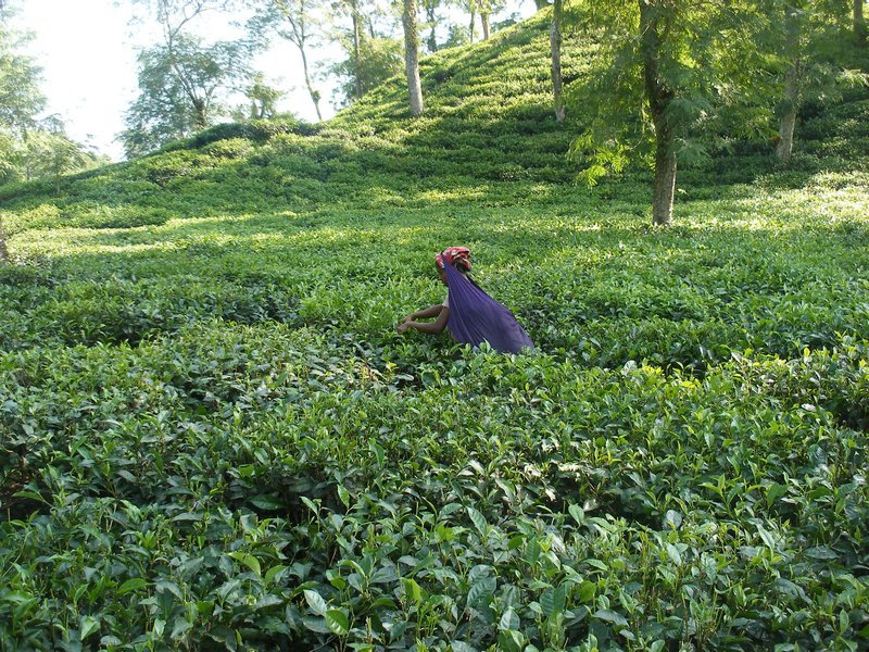 Tea Picking