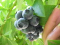 Blueberry picking at Colac