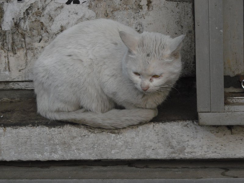 The Sad State of Cats in China