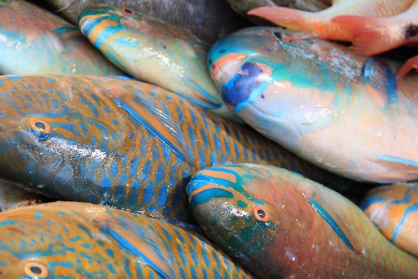Fish at the Rawai Beach Market