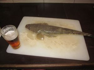 Noosa fish (2)
