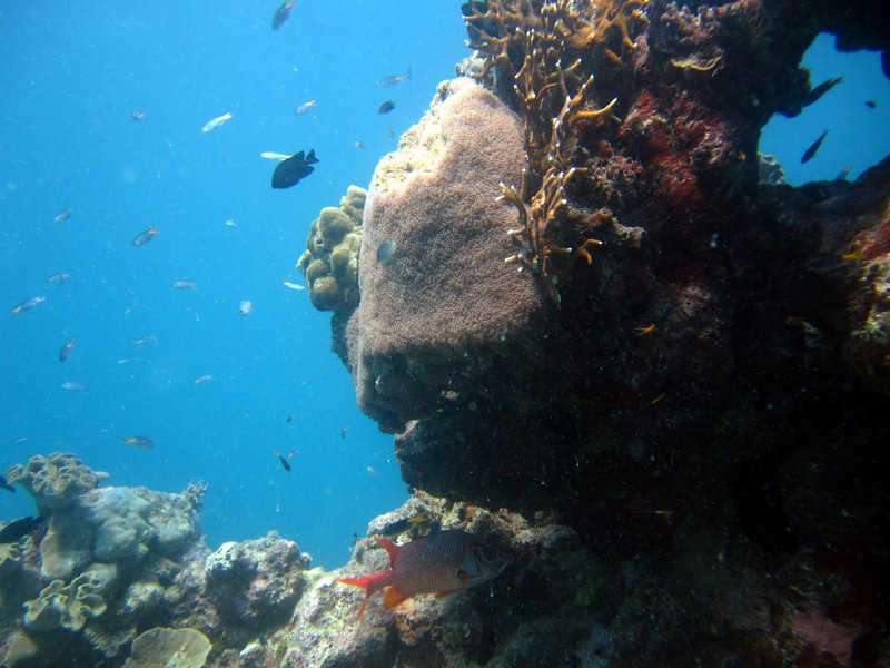 2 Great barrier reef (13)