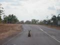 5 Kakadu Suicide dingo (8)