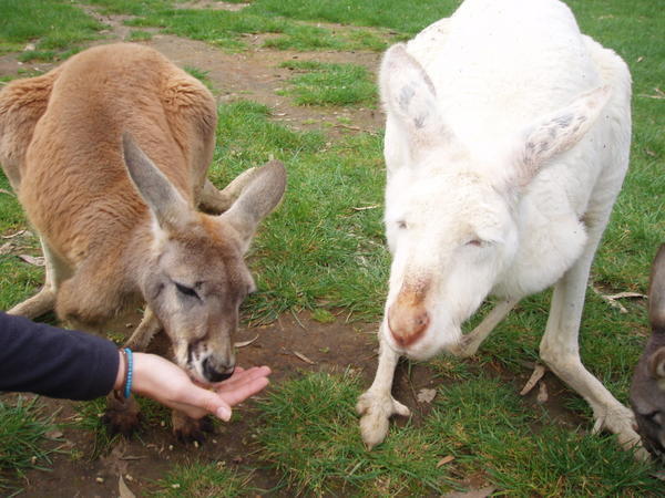 Kangaroo, scary rabbit...you tell me!!