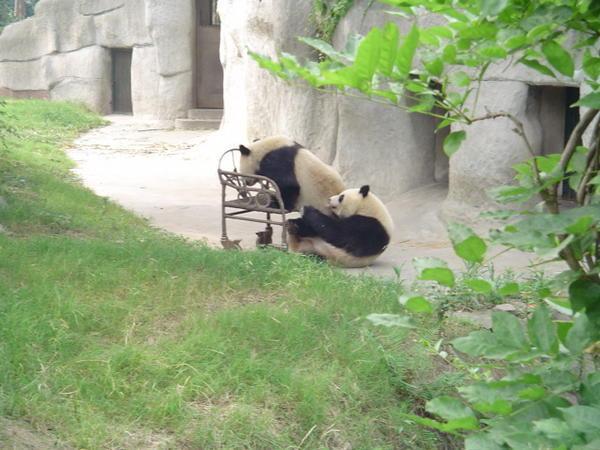 Cheeky pandas