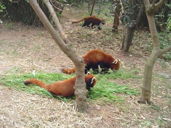 Red pandas - who would have thought it!