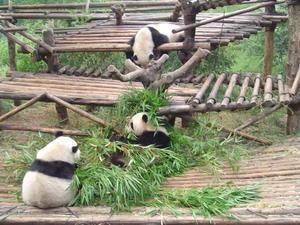 Pandas at play