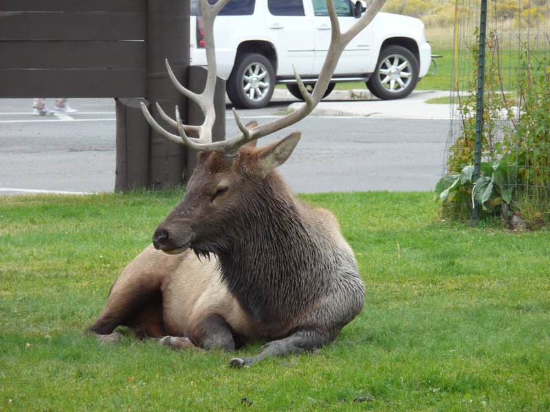 Elk on lawn at North Gate