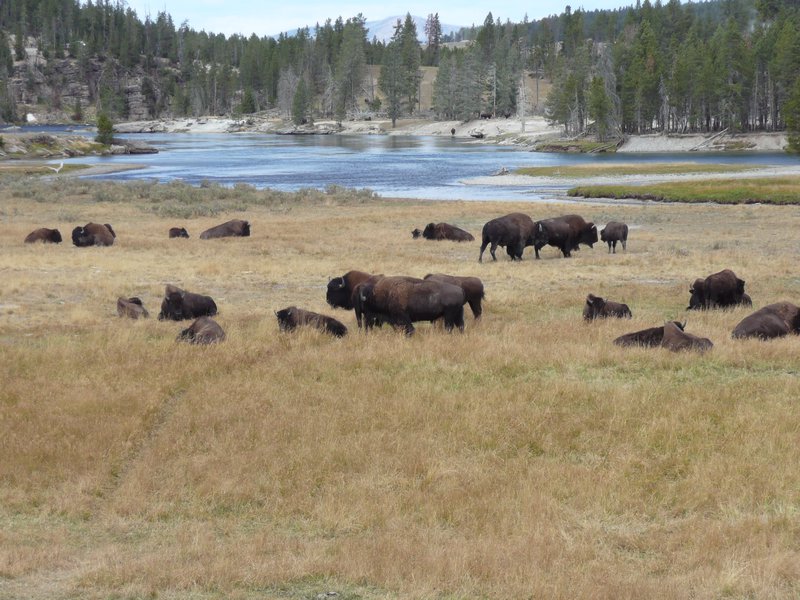 Herd of Bison in Yellowstone Park