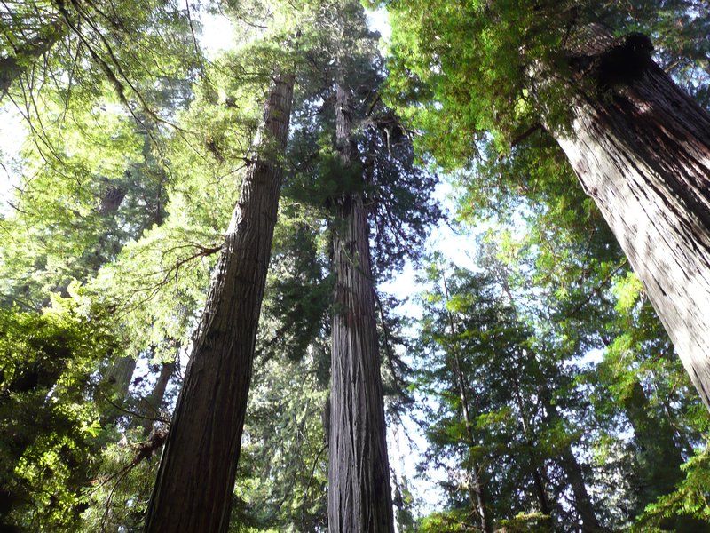 California Redwoods State Park