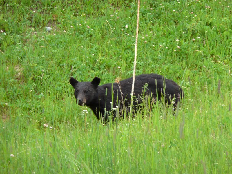 2011-07-08 Black Bear on the road to Laird Hotsprings
